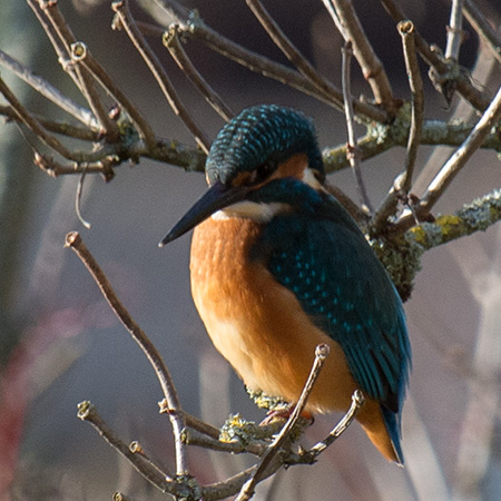 Eisvogel auf dem Holunder