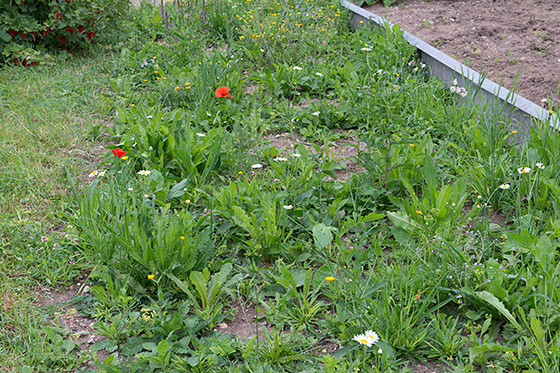 Verschiedene Pflanzen sind etwa15-20 cm hoch