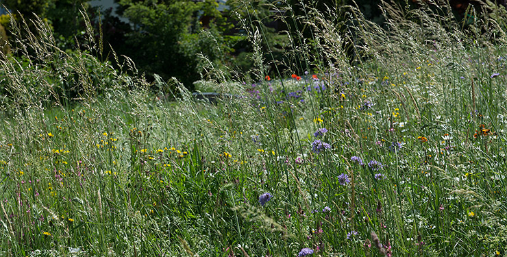 Hohe Gräser und gelbe und blaue Blüten