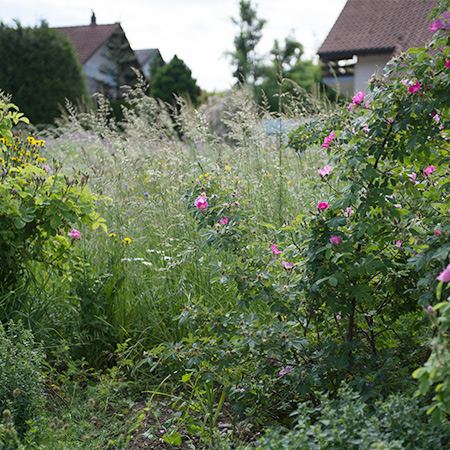 Apfelrose und Gräser im Einfamilienhaus-Quartier