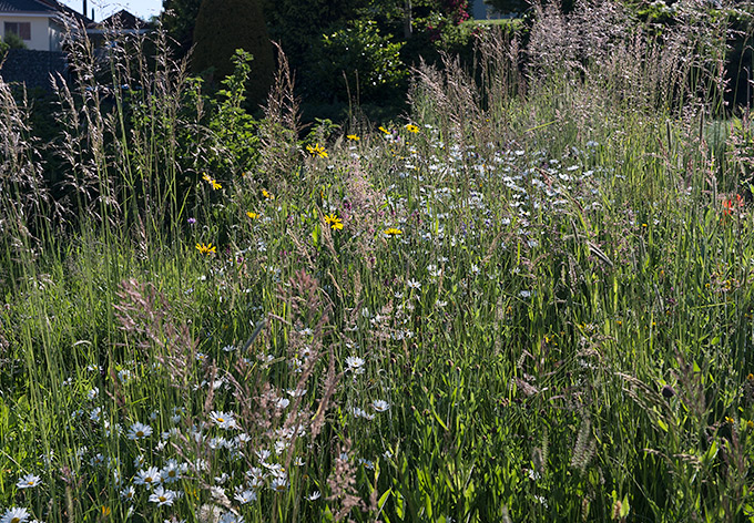 Blumenwiese 