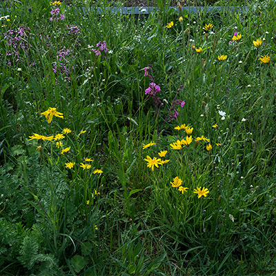 Wiesenbocksbarte und Nelken