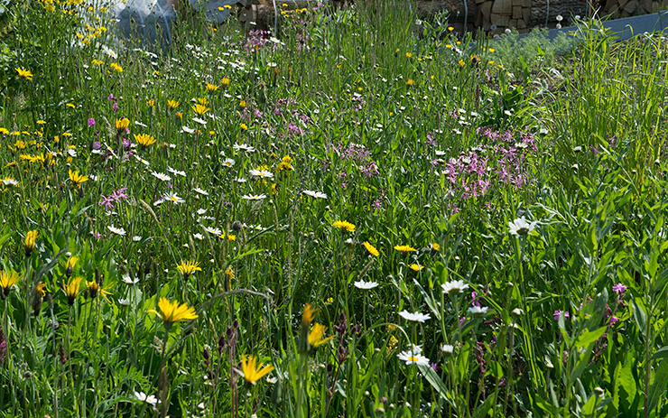 Bunte Wiesenblumenmischung