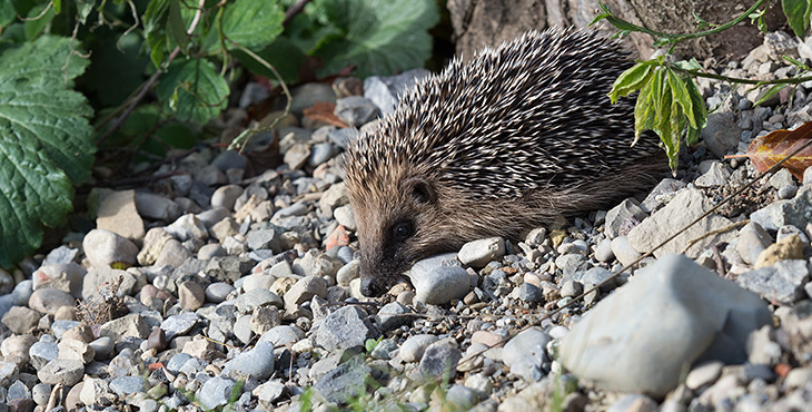 Junger Igel auf Schotterbeet