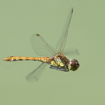 Fliegende Libelle