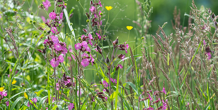 Eine Wiese im Juni