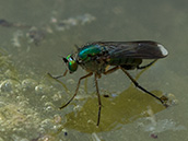 Grünschillernde, langbeinige Fliege