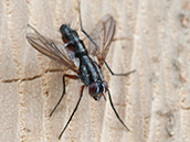 Fliege schwarz mit silbergrauen Streifen und seitlichen roten Flecken am Hinterteil