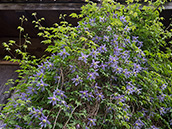 Alpen-Waldrebe (Clematis alpina)