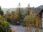 Unser Garten vor der  Baumgruppe beim Schulhaus