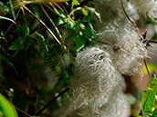 Alpen-Waldrebe (Clematis alpina), Früchte: Winterschmuck