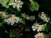Gewöhnlicher Schneeball (Viburnum opulus), Blüten: Mai