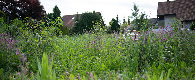 Heimische Gehölze für Hecken - Wildes Gartenherz