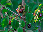 Kornelkirsche (Cornus mas)