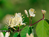 Rote Heckenkirsche Rote Heckenkirsche oder Gewöhnliche Heckenkirsche (Lonicera xylosteum), Blüten: April-Mai
