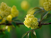 Roter Holunder (Sambucus racemosa)