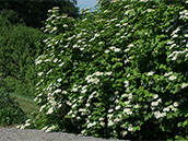 Gewöhnlicher Schneeball (Viburnum opulus)