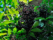 Schwarzer Holunder (Sambucus nigra), Früchte: Ende August