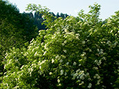 Schwarzer Holunder (Sambucus nigra)