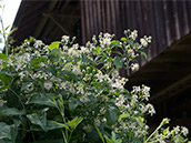 Blüten der Waldrebe