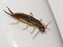 Schlankes Insekt mit dunkel rötlichbraunem Körper,  Stummelflügeln und gelbbraunen Beinen