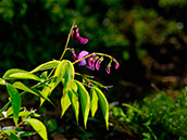 Frühlings-Platterbse (Lathyrus vernus)