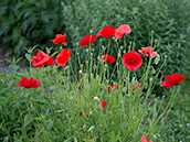 Leuchtend rote Blüten