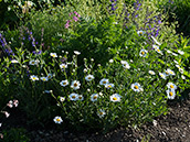 Weisse Margerite mit gelber Mitte