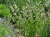 Nickende, weisse Blüten