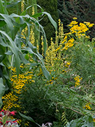 Goldenrispige gelbe Blütenstände, 