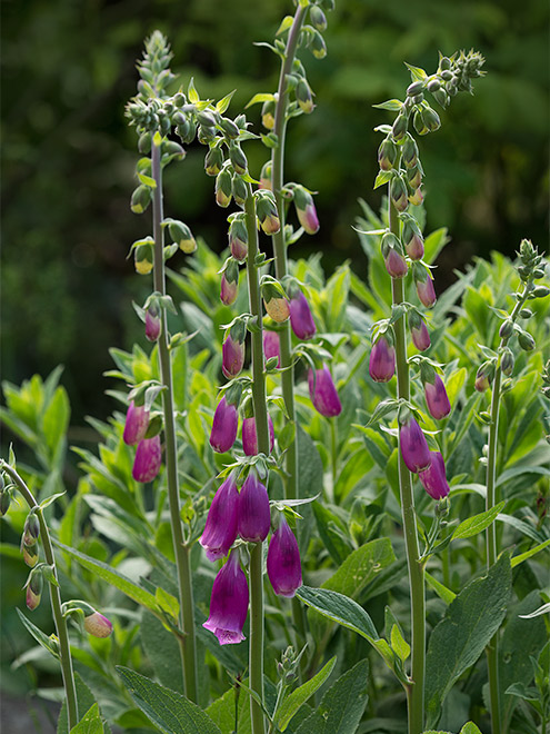 Roter Fingerhut (Digitalis purpurea)