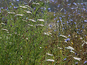 Weisse Blüten an einer Doldenrispe