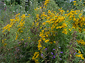 Pflanze mit gelben, 2-2.5 cm grossen  Strahlenblüten