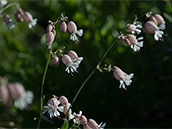 Weisse Blüte mit aufgeblasenem Kelch