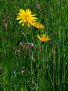 Gelbe Strahlenblüten