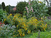 Wildblumen: Ackerglockenblumen, Mohn und schwarze Königskerze 