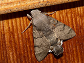 Taubenschwänzchen Taubenschwänzchen (Macroglossum stellatarum), Nachtfalter, tagaktiv