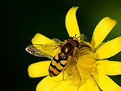 Breitband-Feldschwebfliege (Eupeodes latifasciatus) ♂