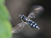 Graue Breitfußschwebfliege (Platycheirus albimanus) ♀