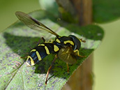 Späte Gelbrand-Schwebfliege (Xanthogramma pedissequum) ♂