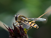 Schwarz-gelb gestreifte Fliege