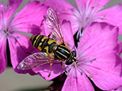 Gemeine Sonnenschwebfliege (Helophilus pendulus)