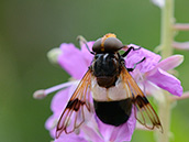 Gemeine Waldschwebfliege (Volucella pellucens) ♀