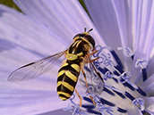 Gestreifte Waldschwebfliege (Dasysyrphus albostriatus) ♀