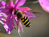 Große Schwebfliege oder Gemeine Garten-Schwebfliege (Syrphus ribesii) ♀