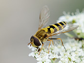 Große Wiesenschwebfliege (Epistrophe grossulariae) ♀