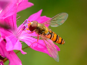 Hainschwebfliege (Episyrphus balteatus) ♂