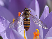 Hainschwebfliege (Episyrphus balteatus) ♀