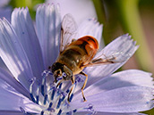 Kleine Keilfleckschwebfliege (Eristalis arbustorum) ♂