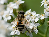 Kleine Keilfleckschwebfliege (Eristalis arbustorum) ♀